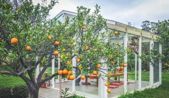 橙香森林橘子季節