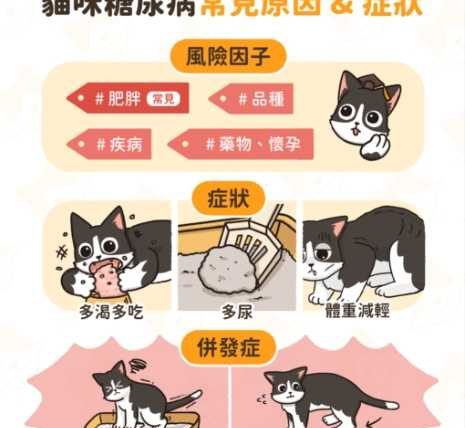 貓咪糖尿病治療