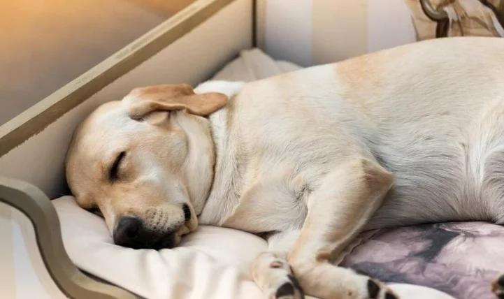 狗狗促進食慾藥