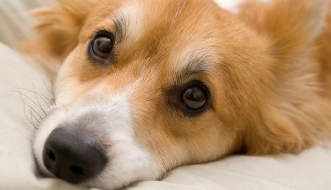 狗狗前庭神經炎自癒