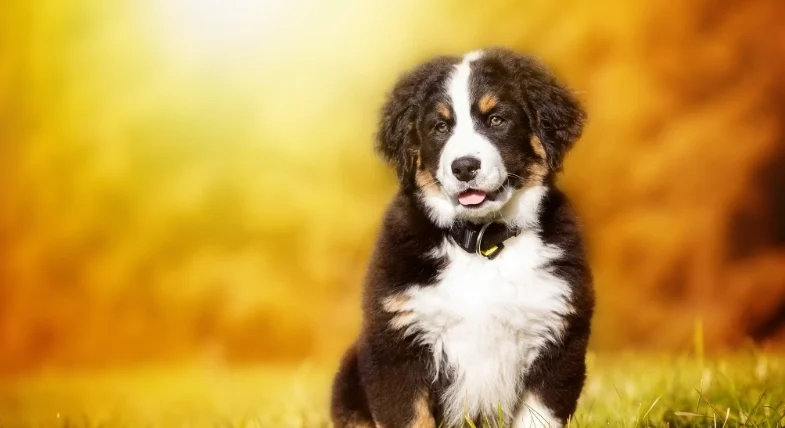 狗狗吃雞肉過敏