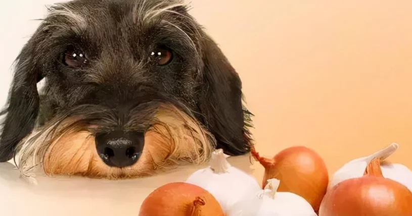 狗狗一直咳嗽乾嘔怎麼辦