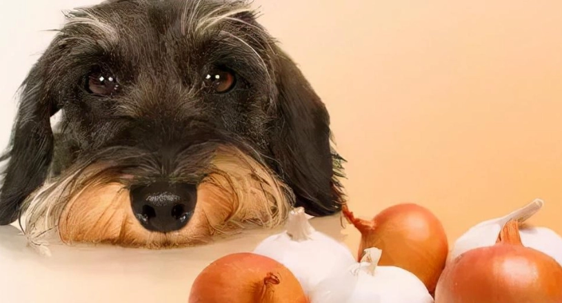 狗狗一直咳嗽乾嘔怎麼辦？完整指南與實用解決方案