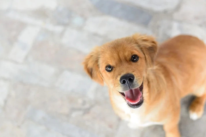 狗語言全解析：读懂狗狗肢体语言与沟通秘诀