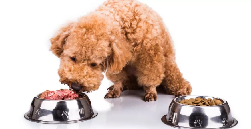 狗狗胰臟炎可以吃什麼水果？獸醫推薦安全清單與餵食原則