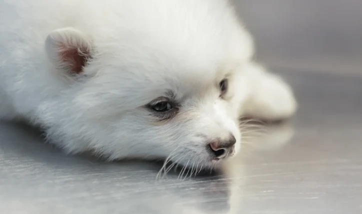 狗狗氣管塌陷保養
