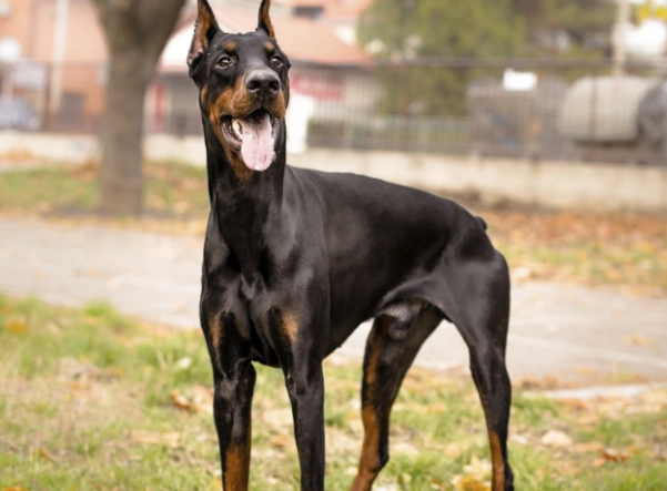 狗的智商排名全解析：聰明犬種排行榜與實用選擇指南