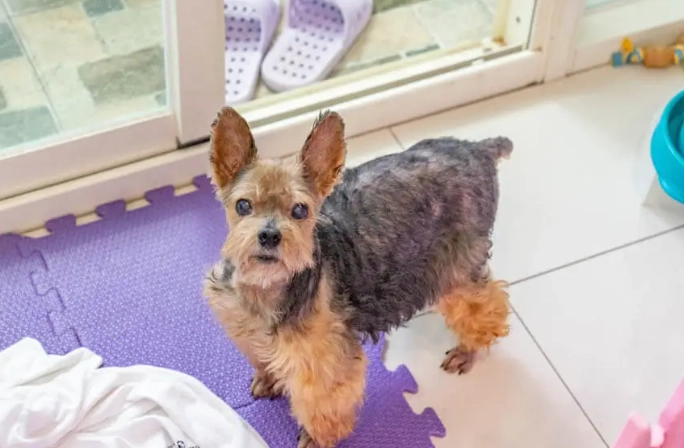 法米納爭議全解析：寵物飼主必知的風險與應對指南