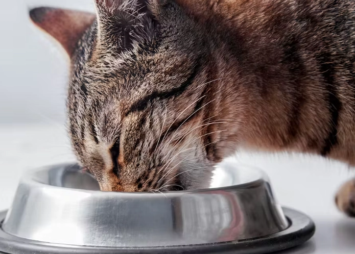 貓蜂蜜安全嗎？完整指南：好處、風險與實用建議