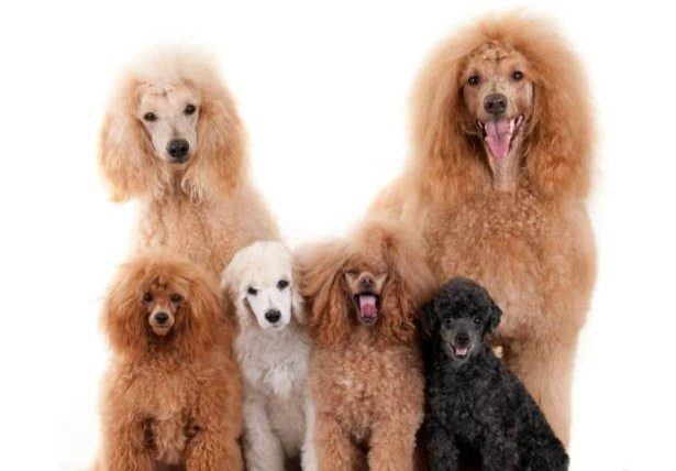 貴賓狗壽命換算