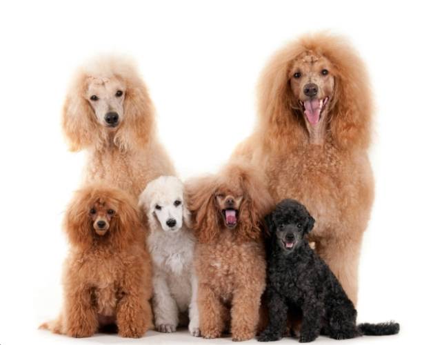 貴賓狗壽命換算全攻略：如何計算與延長愛犬壽命