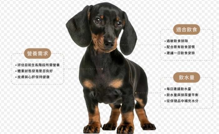 狗狗熱量計算機