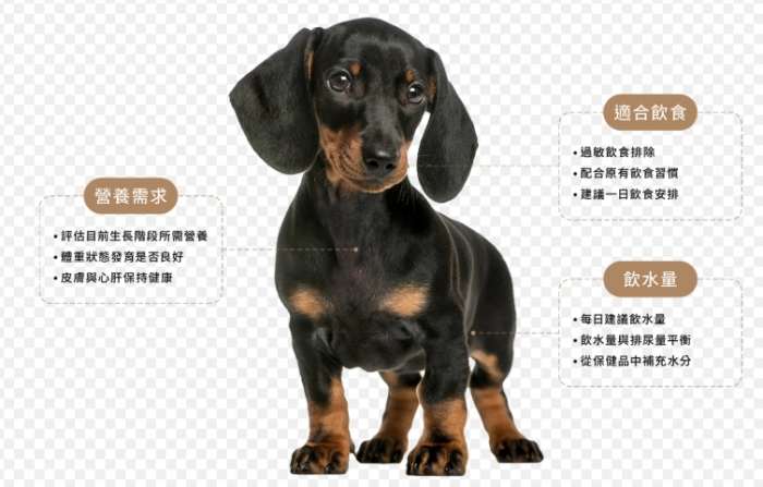 狗狗熱量計算機：完整指南與實用工具推薦