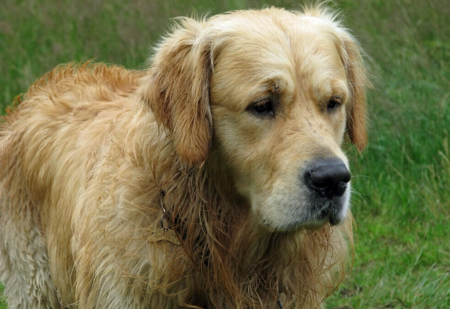 狗飲豆漿安全嗎？完整指南解析好處、風險與正確餵食方法