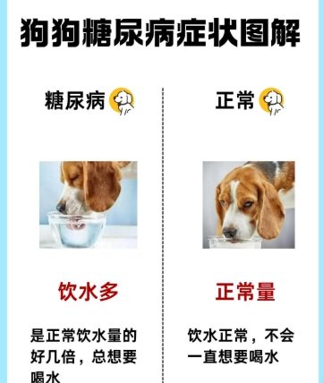 狗狗糖尿病原因