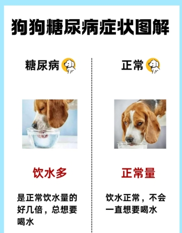 狗狗糖尿病原因全解析：從遺傳到飲食的深度分析