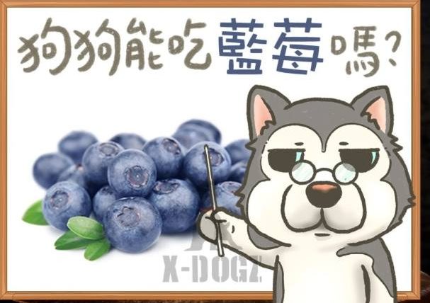 狗可以吃多少蓝莓