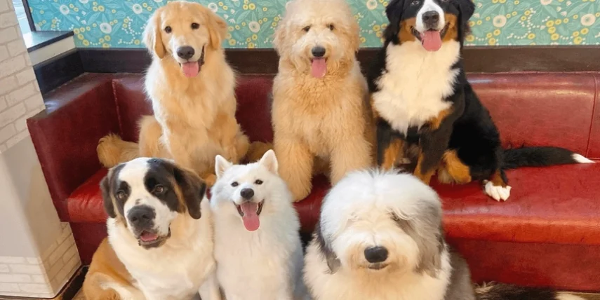 狗狗吃藍莓要去皮嗎