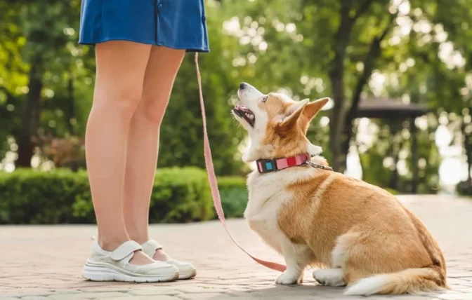 狗會認兩個主人嗎
