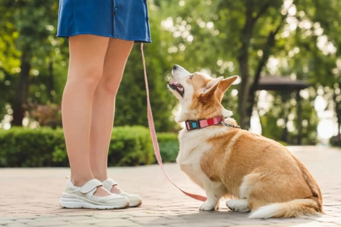 狗會認兩個主人嗎？專家解析忠誠迷思與實用指南