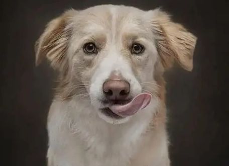 狗癲癇後腳無力