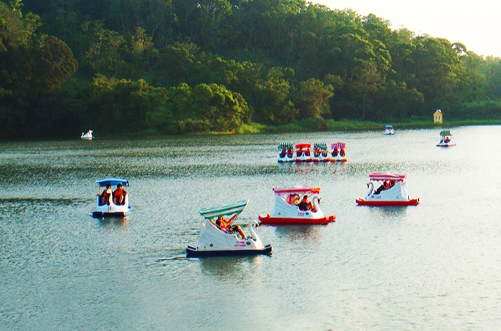 苗栗西湖深度旅遊指南：油茶花、龍壽餅與秘境溪流一日遊