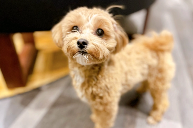 狗狗一天可以吃幾顆蛋