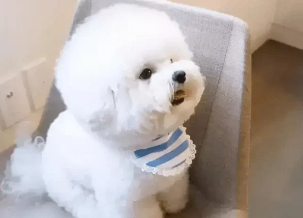 比熊犬的飼養方法