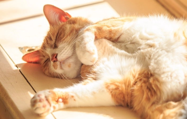 貓中毒死亡：原因、症狀、預防與急救全指南