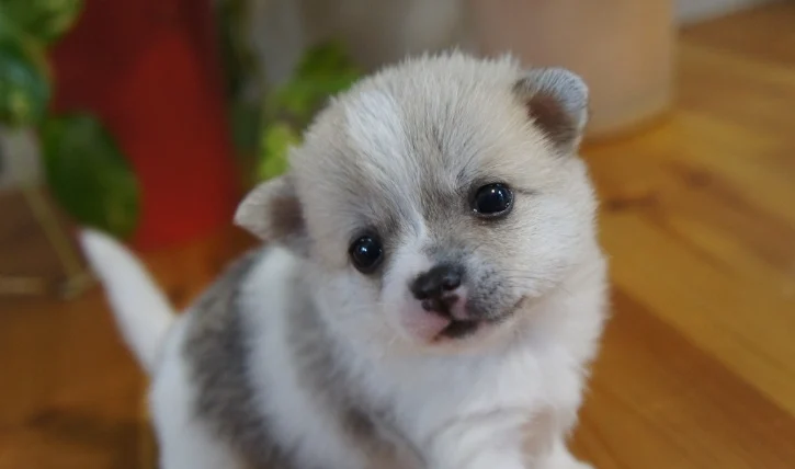 狗狗驅蟲藥推薦