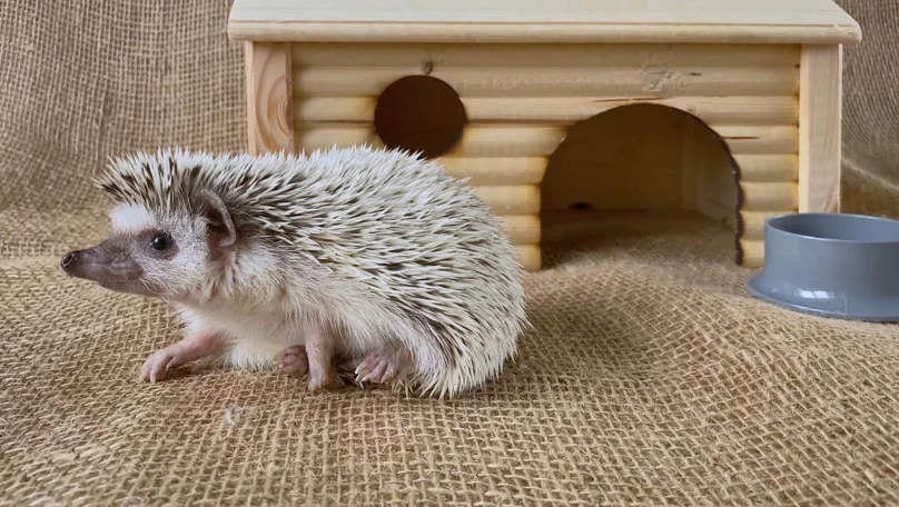 養刺蝟新手必讀：完整飼養指南從準備到照顧的實用技巧