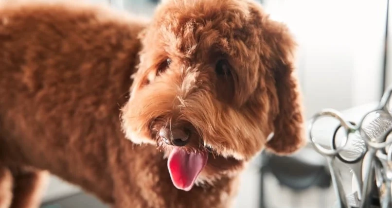 狗狗腎臟病末期