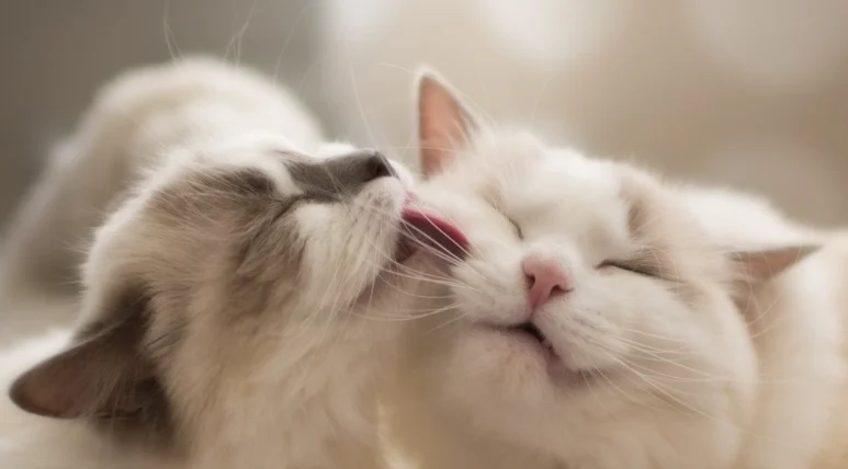 貓腎衰竭活多久