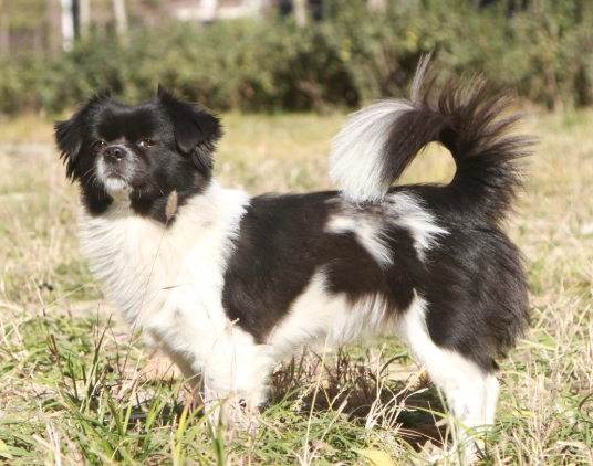 狗吃地瓜拉肚子