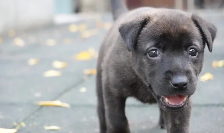幼犬可以吃水煮蛋嗎