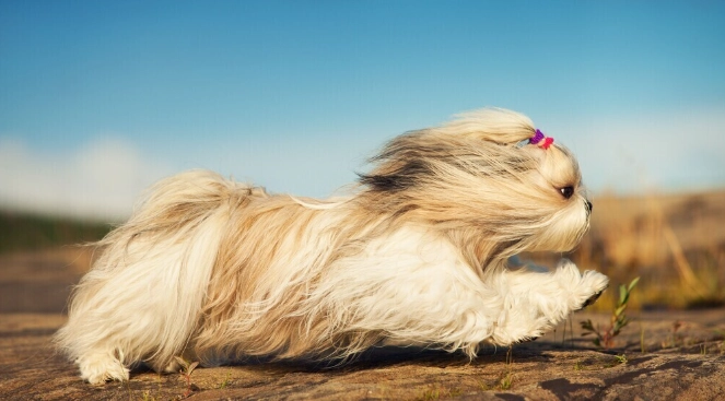 狗庫欣氏症壽命