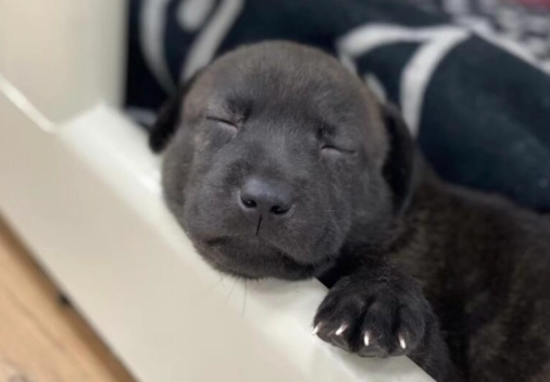 幼犬肚子有一顆