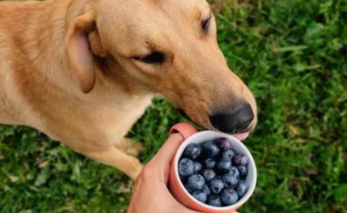狗狗一天可以吃幾顆藍莓
