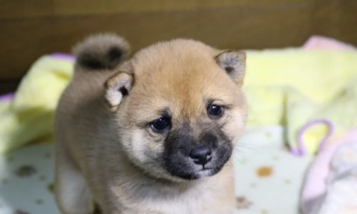 狗狗驅蟲針費用