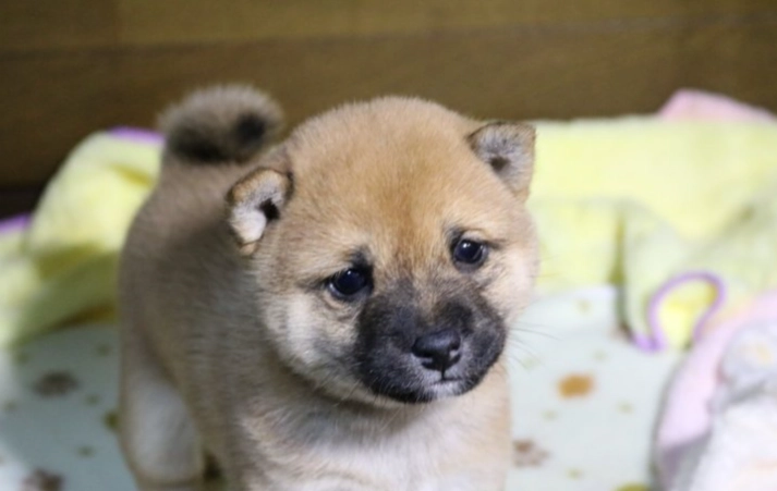 狗狗驅蟲針費用全攻略：價格比較、種類選擇與省錢秘訣