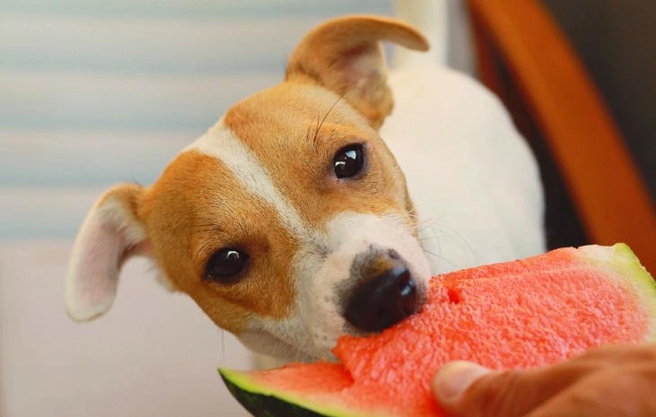 狗狗缺鈣症狀全解析：如何識別、治療與預防完整指南