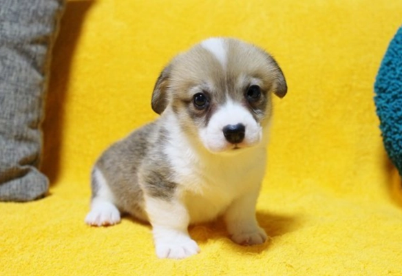 狗狗換牙不吃飯