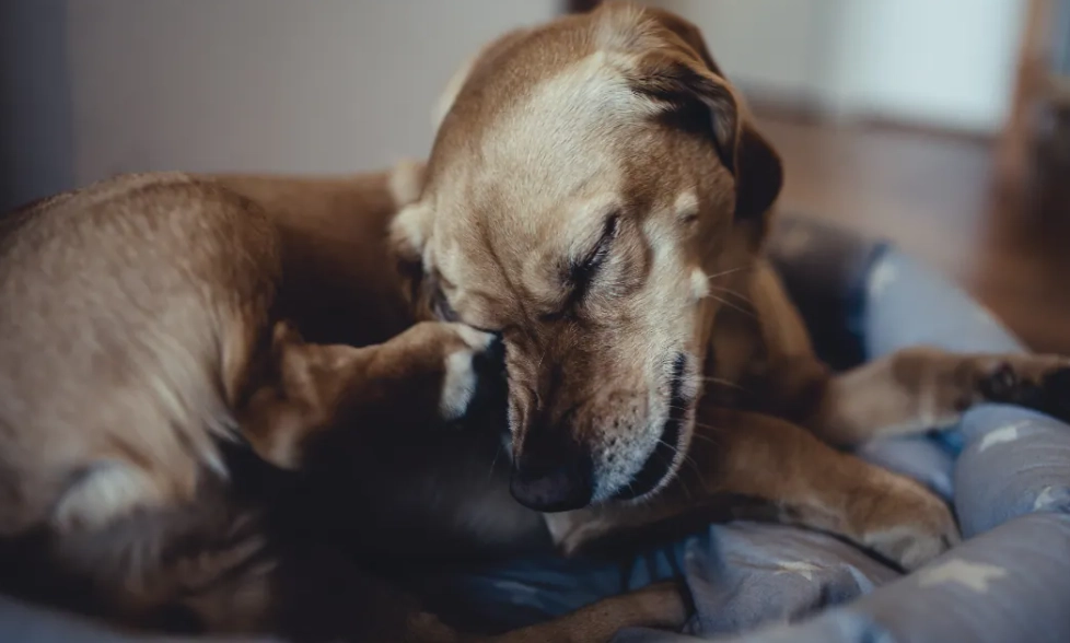 狗狗濕疹治療全攻略：症狀判斷、居家護理到獸醫治療一次搞懂