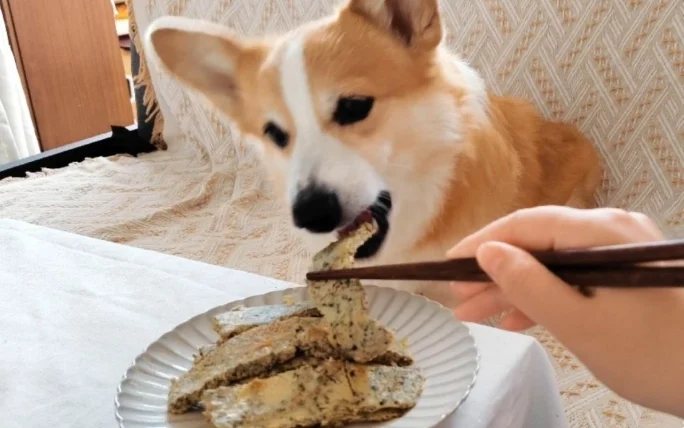 狗吃豆腐