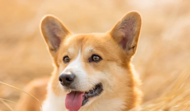 狗前庭神經炎按摩