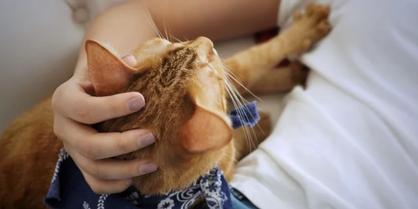 貓被蜜蜂叮到要看醫生嗎