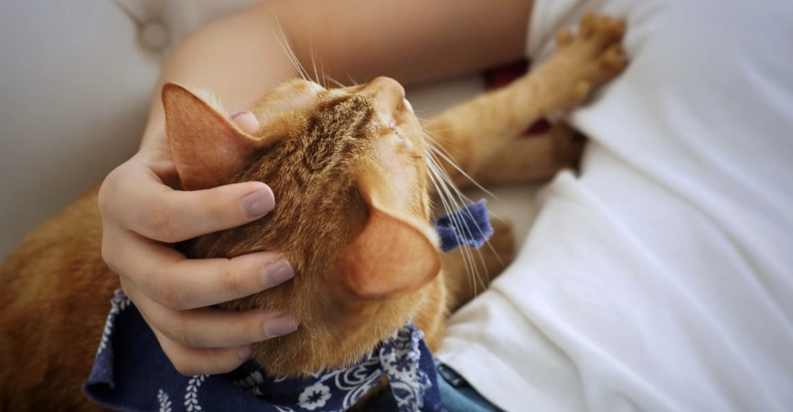 貓被蜜蜂叮到要看醫生嗎？症狀判斷、緊急處理與就醫時機全指南