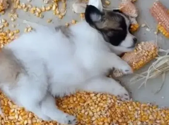 狗狗吃玉米粒