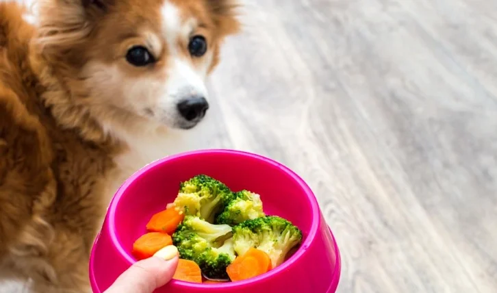 狗狗可以吃過貓菜嗎