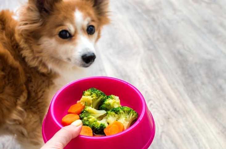 狗狗蔬菜餐完整指南：營養食譜與常見問題解答